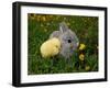 Gray Rabbit Bunny Baby and Yellow Chick-UroshPetrovic-Framed Photographic Print