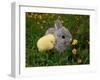 Gray Rabbit Bunny Baby and Yellow Chick-UroshPetrovic-Framed Photographic Print