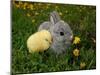 Gray Rabbit Bunny Baby and Yellow Chick-UroshPetrovic-Mounted Photographic Print