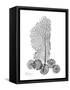 Gray Sea Xray-Albert Koetsier-Framed Stretched Canvas