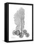 Gray Sea Xray-Albert Koetsier-Framed Stretched Canvas