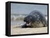 Gray Seal (Grey Seal), Halichoerus Grypus, Heligoland, Germany, Europe-Thorsten Milse-Framed Stretched Canvas