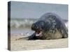 Gray Seal (Grey Seal), Halichoerus Grypus, Heligoland, Germany, Europe-Thorsten Milse-Stretched Canvas