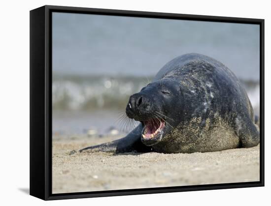 Gray Seal (Grey Seal), Halichoerus Grypus, Heligoland, Germany, Europe-Thorsten Milse-Framed Stretched Canvas