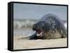 Gray Seal (Grey Seal), Halichoerus Grypus, Heligoland, Germany, Europe-Thorsten Milse-Framed Stretched Canvas