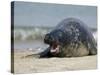 Gray Seal (Grey Seal), Halichoerus Grypus, Heligoland, Germany, Europe-Thorsten Milse-Stretched Canvas