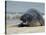 Gray Seal (Grey Seal), Halichoerus Grypus, Heligoland, Germany, Europe-Thorsten Milse-Stretched Canvas