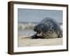 Gray Seal (Grey Seal), Halichoerus Grypus, Heligoland, Germany, Europe-Thorsten Milse-Framed Photographic Print