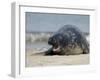 Gray Seal (Grey Seal), Halichoerus Grypus, Heligoland, Germany, Europe-Thorsten Milse-Framed Photographic Print