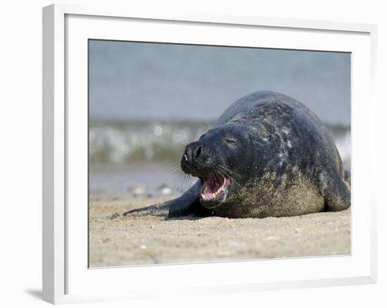 Gray Seal (Grey Seal), Halichoerus Grypus, Heligoland, Germany, Europe-Thorsten Milse-Framed Photographic Print