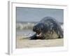 Gray Seal (Grey Seal), Halichoerus Grypus, Heligoland, Germany, Europe-Thorsten Milse-Framed Photographic Print