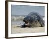 Gray Seal (Grey Seal), Halichoerus Grypus, Heligoland, Germany, Europe-Thorsten Milse-Framed Photographic Print