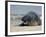 Gray Seal (Grey Seal), Halichoerus Grypus, Heligoland, Germany, Europe-Thorsten Milse-Framed Photographic Print