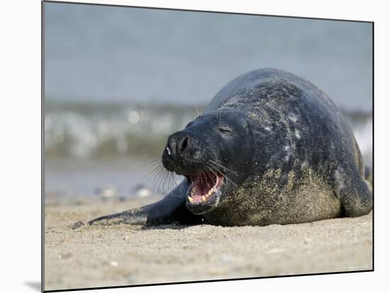 Gray Seal (Grey Seal), Halichoerus Grypus, Heligoland, Germany, Europe-Thorsten Milse-Mounted Photographic Print