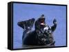 Gray Seal, (Halichoerus Grypus), Helgoland, Schleswig-Holstein, Germany-Thorsten Milse-Framed Stretched Canvas