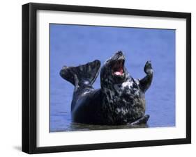 Gray Seal, (Halichoerus Grypus), Helgoland, Schleswig-Holstein, Germany-Thorsten Milse-Framed Photographic Print