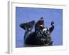 Gray Seal, (Halichoerus Grypus), Helgoland, Schleswig-Holstein, Germany-Thorsten Milse-Framed Photographic Print