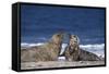 Gray Seal, (Halichoerus Grypus), Helgoland, Schleswig-Holstein, Germany-Thorsten Milse-Framed Stretched Canvas