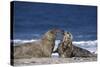 Gray Seal, (Halichoerus Grypus), Helgoland, Schleswig-Holstein, Germany-Thorsten Milse-Stretched Canvas