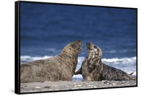 Gray Seal, (Halichoerus Grypus), Helgoland, Schleswig-Holstein, Germany-Thorsten Milse-Framed Stretched Canvas