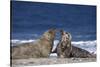 Gray Seal, (Halichoerus Grypus), Helgoland, Schleswig-Holstein, Germany-Thorsten Milse-Stretched Canvas