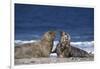 Gray Seal, (Halichoerus Grypus), Helgoland, Schleswig-Holstein, Germany-Thorsten Milse-Framed Photographic Print