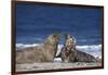 Gray Seal, (Halichoerus Grypus), Helgoland, Schleswig-Holstein, Germany-Thorsten Milse-Framed Photographic Print