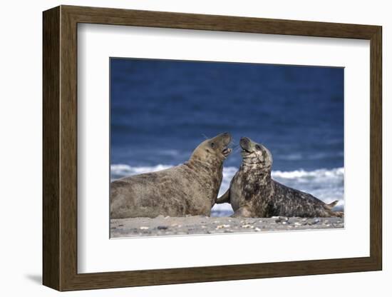 Gray Seal, (Halichoerus Grypus), Helgoland, Schleswig-Holstein, Germany-Thorsten Milse-Framed Photographic Print