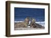 Gray Seal, (Halichoerus Grypus), Helgoland, Schleswig-Holstein, Germany-Thorsten Milse-Framed Photographic Print