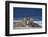 Gray Seal, (Halichoerus Grypus), Helgoland, Schleswig-Holstein, Germany-Thorsten Milse-Framed Photographic Print