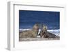 Gray Seal, (Halichoerus Grypus), Helgoland, Schleswig-Holstein, Germany-Thorsten Milse-Framed Photographic Print