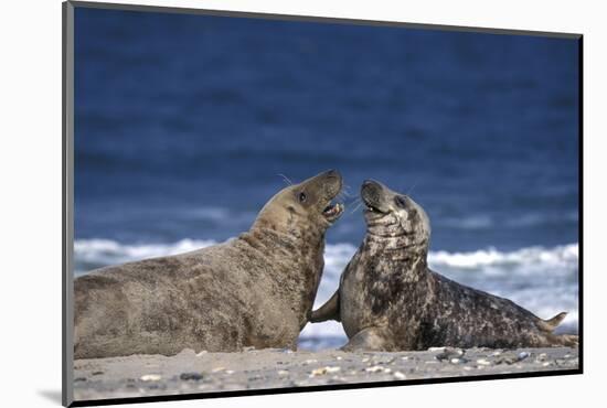 Gray Seal, (Halichoerus Grypus), Helgoland, Schleswig-Holstein, Germany-Thorsten Milse-Mounted Photographic Print