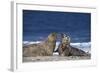 Gray Seal, (Halichoerus Grypus), Helgoland, Schleswig-Holstein, Germany-Thorsten Milse-Framed Photographic Print