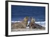 Gray Seal, (Halichoerus Grypus), Helgoland, Schleswig-Holstein, Germany-Thorsten Milse-Framed Photographic Print