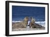 Gray Seal, (Halichoerus Grypus), Helgoland, Schleswig-Holstein, Germany-Thorsten Milse-Framed Photographic Print