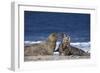 Gray Seal, (Halichoerus Grypus), Helgoland, Schleswig-Holstein, Germany-Thorsten Milse-Framed Photographic Print