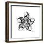 Gray Snail Shells 1-Albert Koetsier-Framed Art Print
