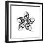 Gray Snail Shells 1-Albert Koetsier-Framed Art Print