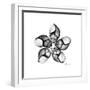 Gray Snail Shells 1-Albert Koetsier-Framed Art Print