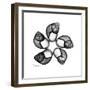 Gray Snail Shells 2-Albert Koetsier-Framed Art Print