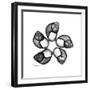 Gray Snail Shells 2-Albert Koetsier-Framed Art Print