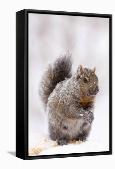 Gray Squirrel Eating Corn During Snow Storm, St. Charles, Illinois, USA-Lynn M^ Stone-Framed Stretched Canvas