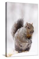 Gray Squirrel Eating Corn During Snow Storm, St. Charles, Illinois, USA-Lynn M^ Stone-Stretched Canvas