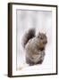Gray Squirrel Eating Corn During Snow Storm, St. Charles, Illinois, USA-Lynn M^ Stone-Framed Photographic Print
