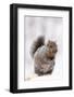 Gray Squirrel Eating Corn During Snow Storm, St. Charles, Illinois, USA-Lynn M^ Stone-Framed Photographic Print