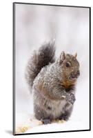 Gray Squirrel Eating Corn During Snow Storm, St. Charles, Illinois, USA-Lynn M^ Stone-Mounted Photographic Print