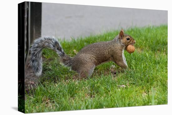Gray Squirrel Gets His Nut Photo Poster-null-Stretched Canvas