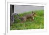 Gray Squirrel Gets His Nut-null-Framed Photo