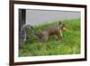 Gray Squirrel Gets His Nut-null-Framed Photo