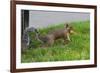 Gray Squirrel Gets His Nut-null-Framed Photo